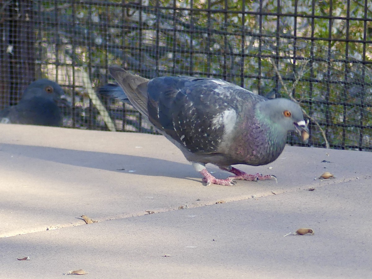 Rock Pigeon (Feral Pigeon) - ML620879177