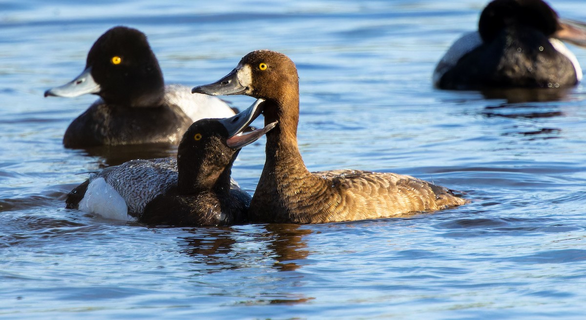 Lesser Scaup - ML620879184