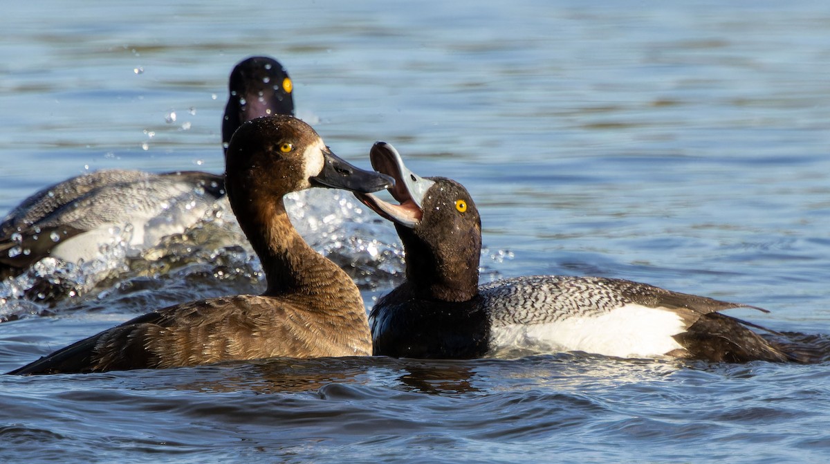 Lesser Scaup - ML620879186