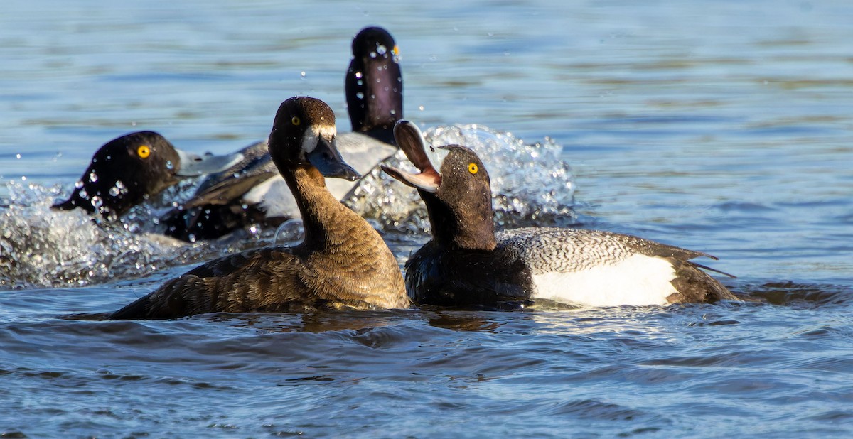 Lesser Scaup - ML620879187