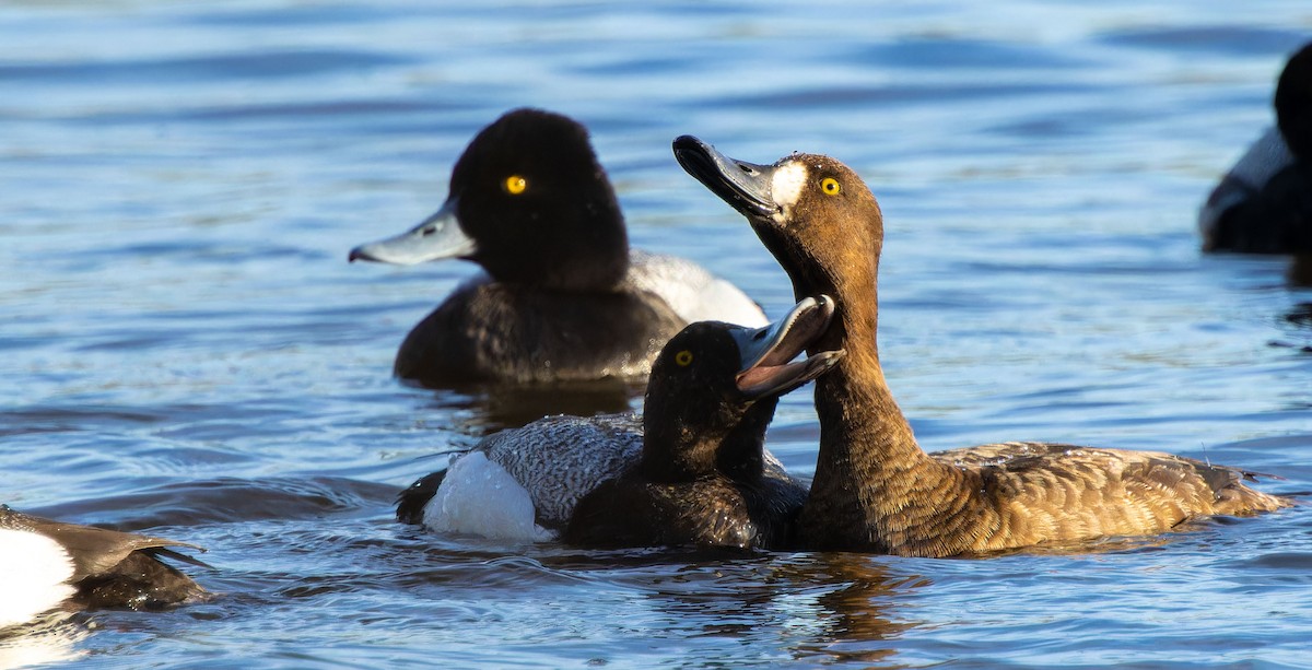 Lesser Scaup - ML620879189