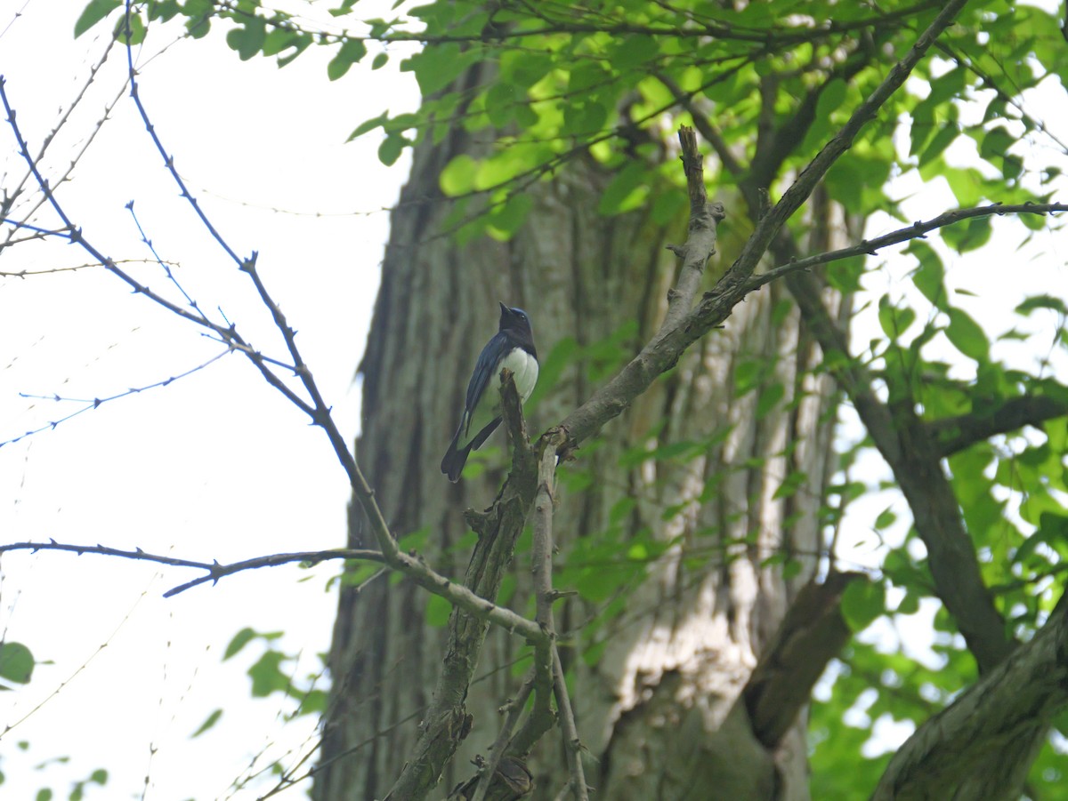 Blue-and-white Flycatcher - ML620879190