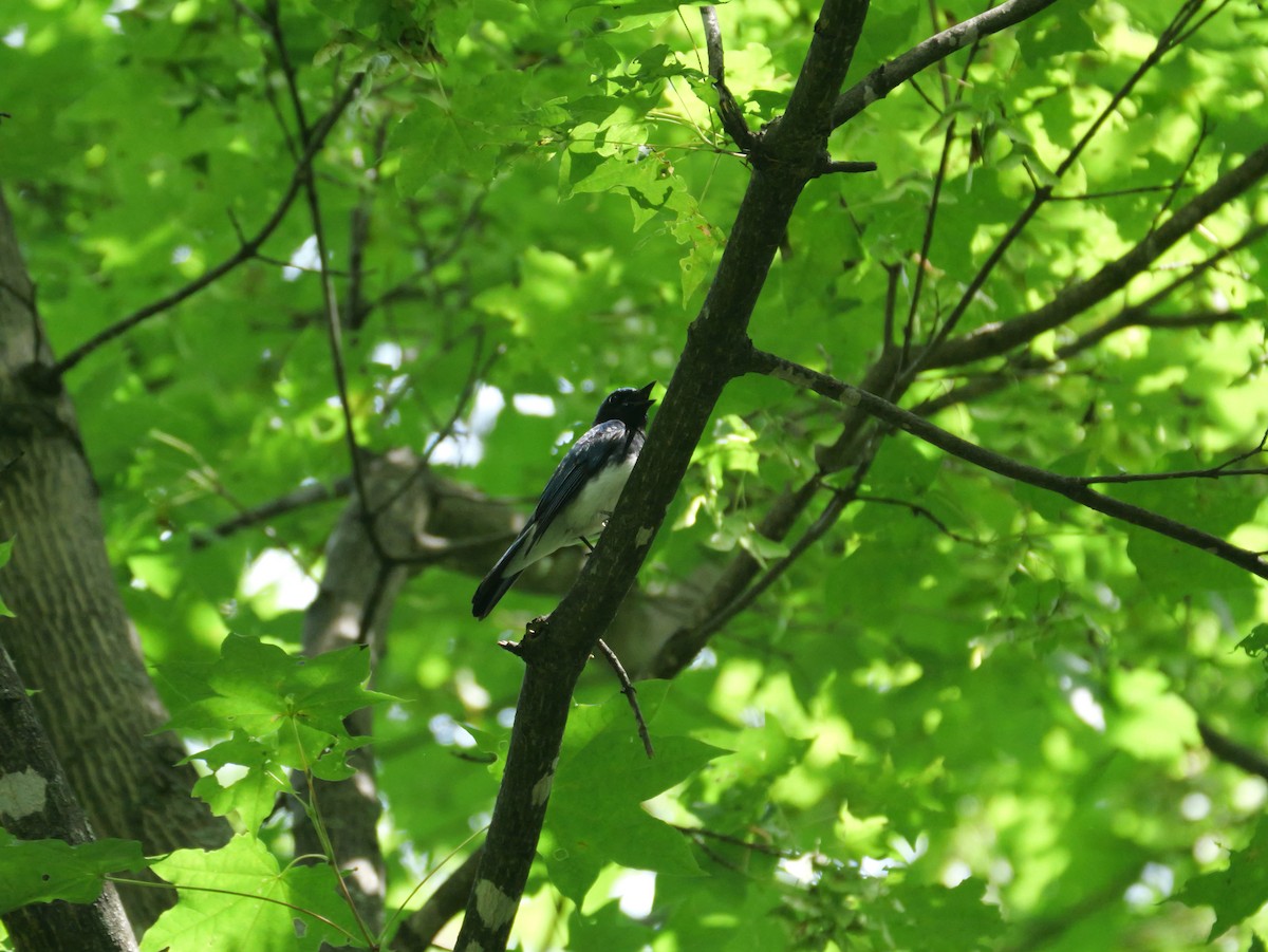 Blue-and-white Flycatcher - ML620879191