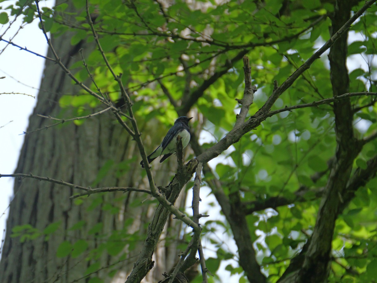 Blue-and-white Flycatcher - ML620879192