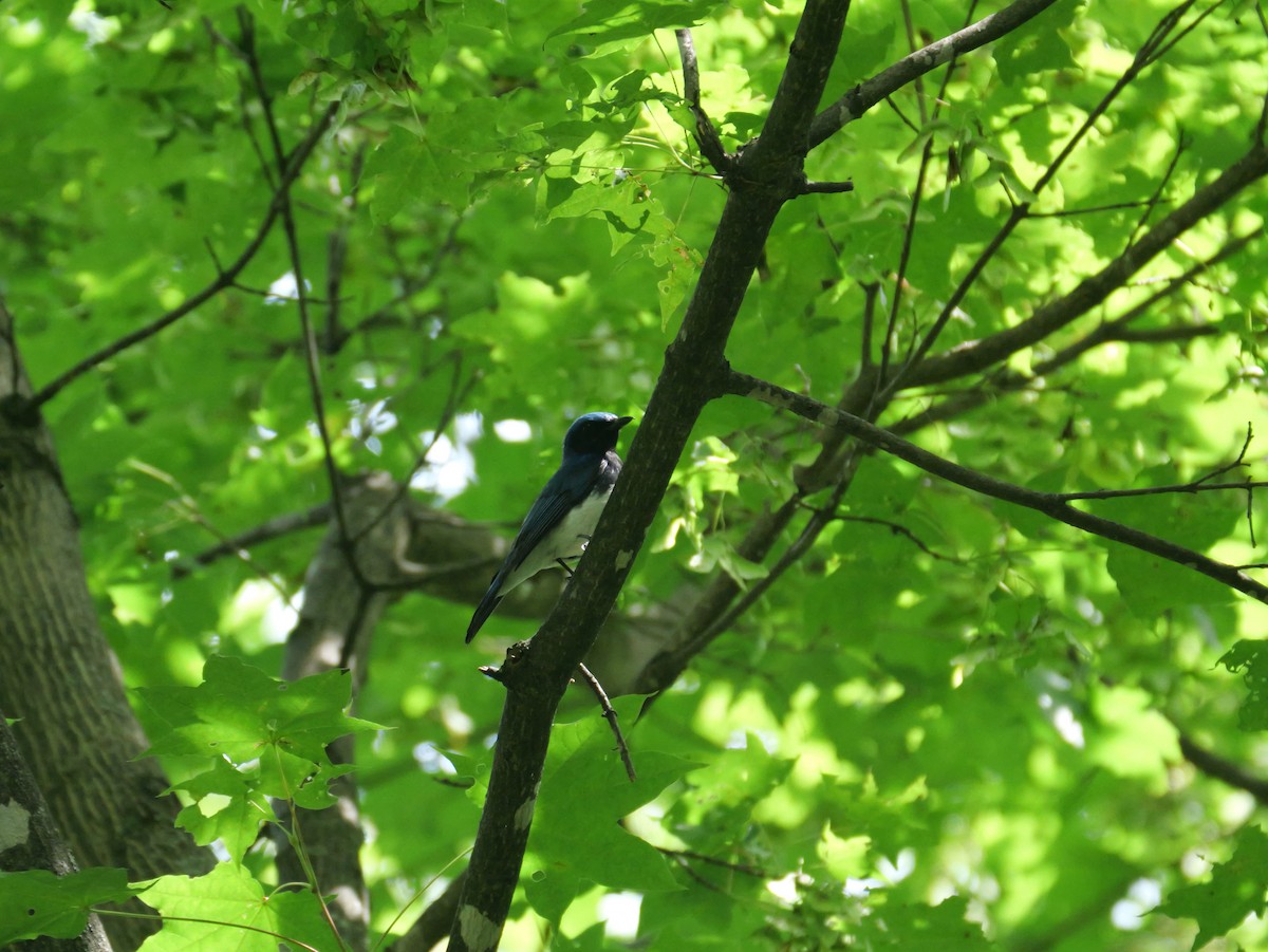 Blue-and-white Flycatcher - ML620879193