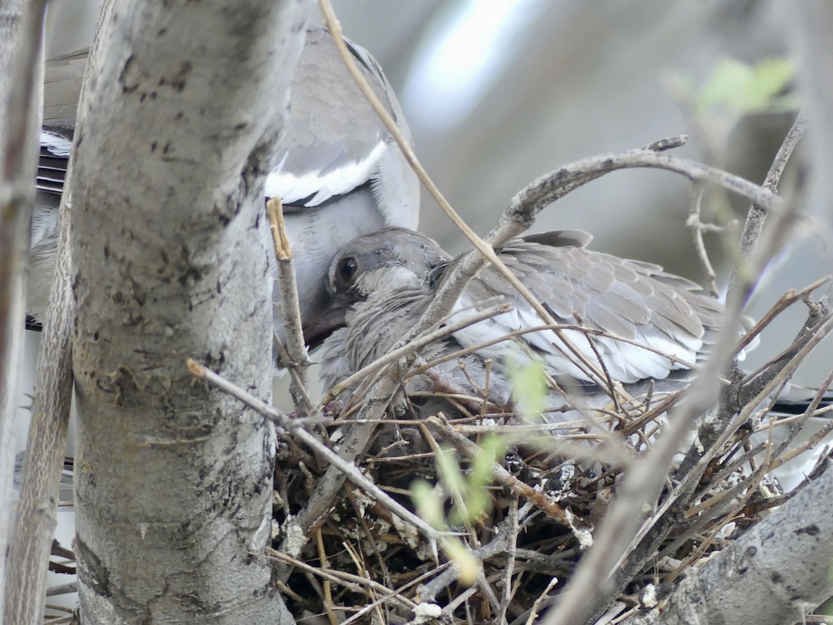 White-winged Dove - ML620879196