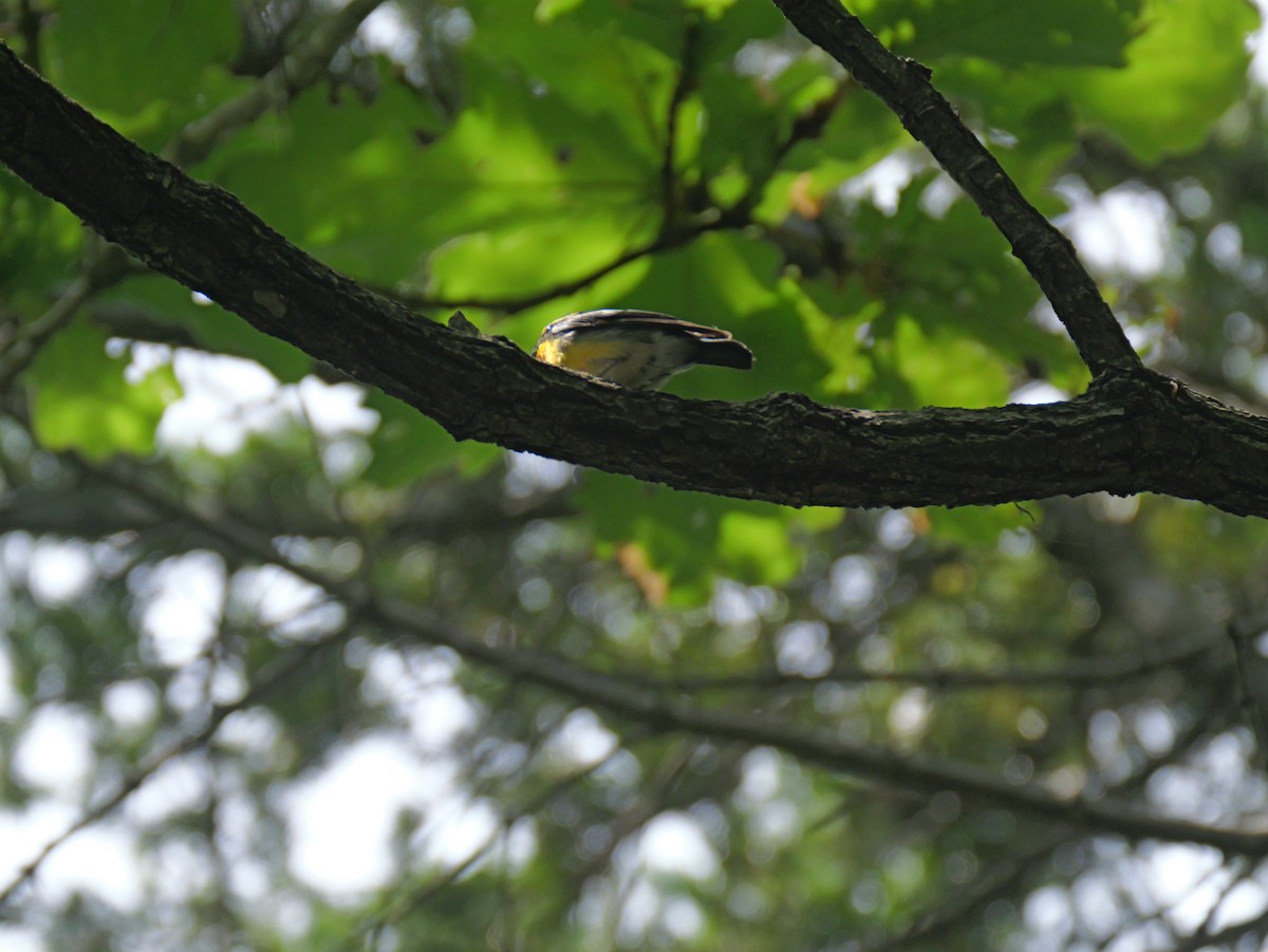 Narcissus Flycatcher - ML620879202