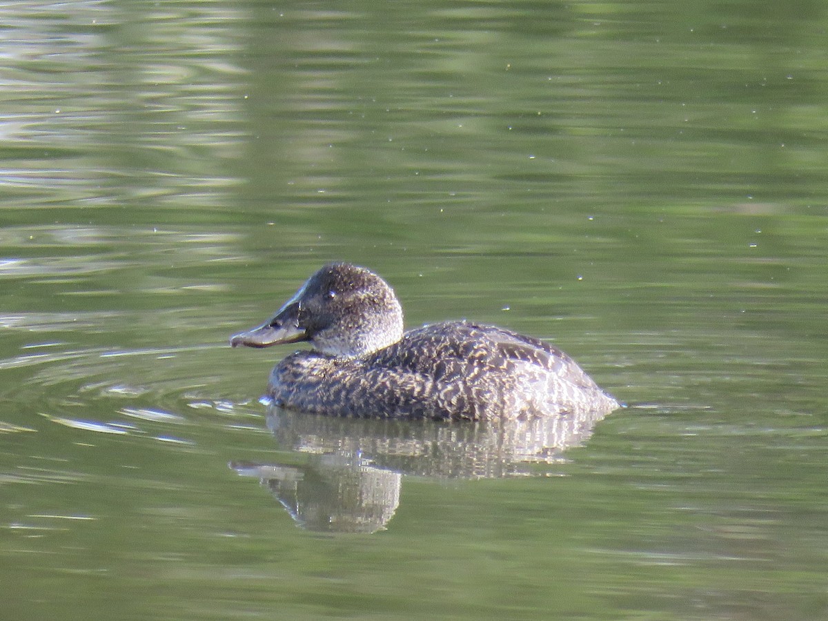 Blue-billed Duck - ML620879203