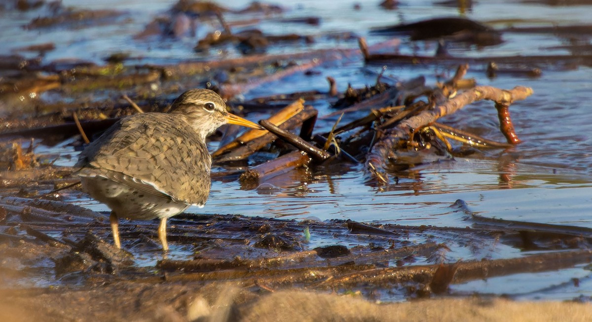 Spotted Sandpiper - ML620879205