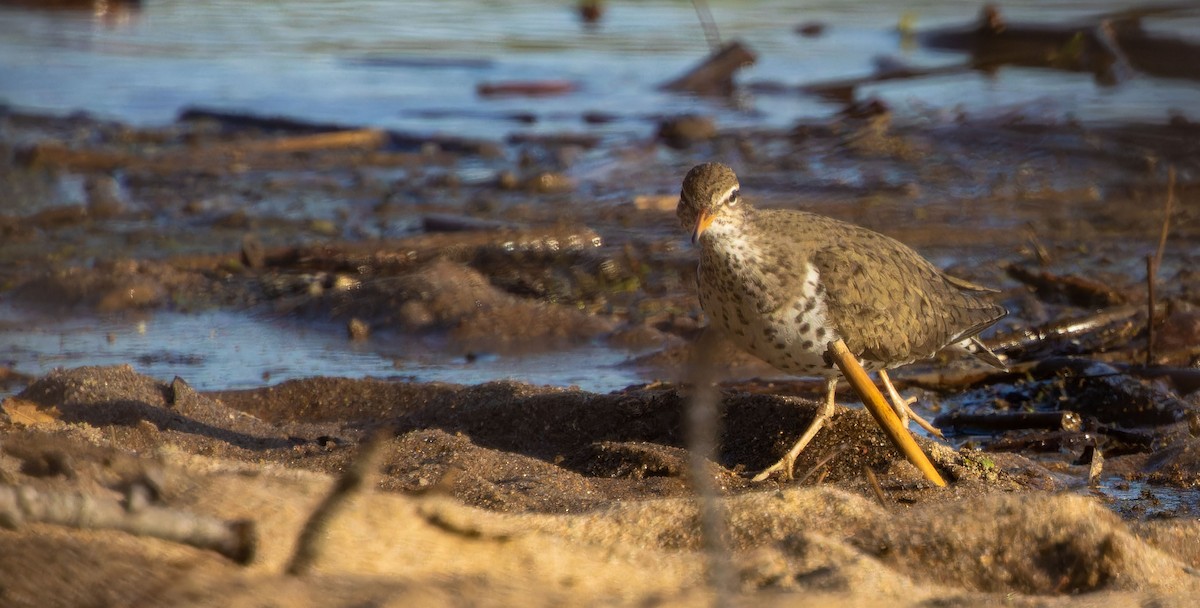 Spotted Sandpiper - ML620879207