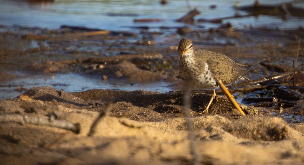 Spotted Sandpiper - ML620879208