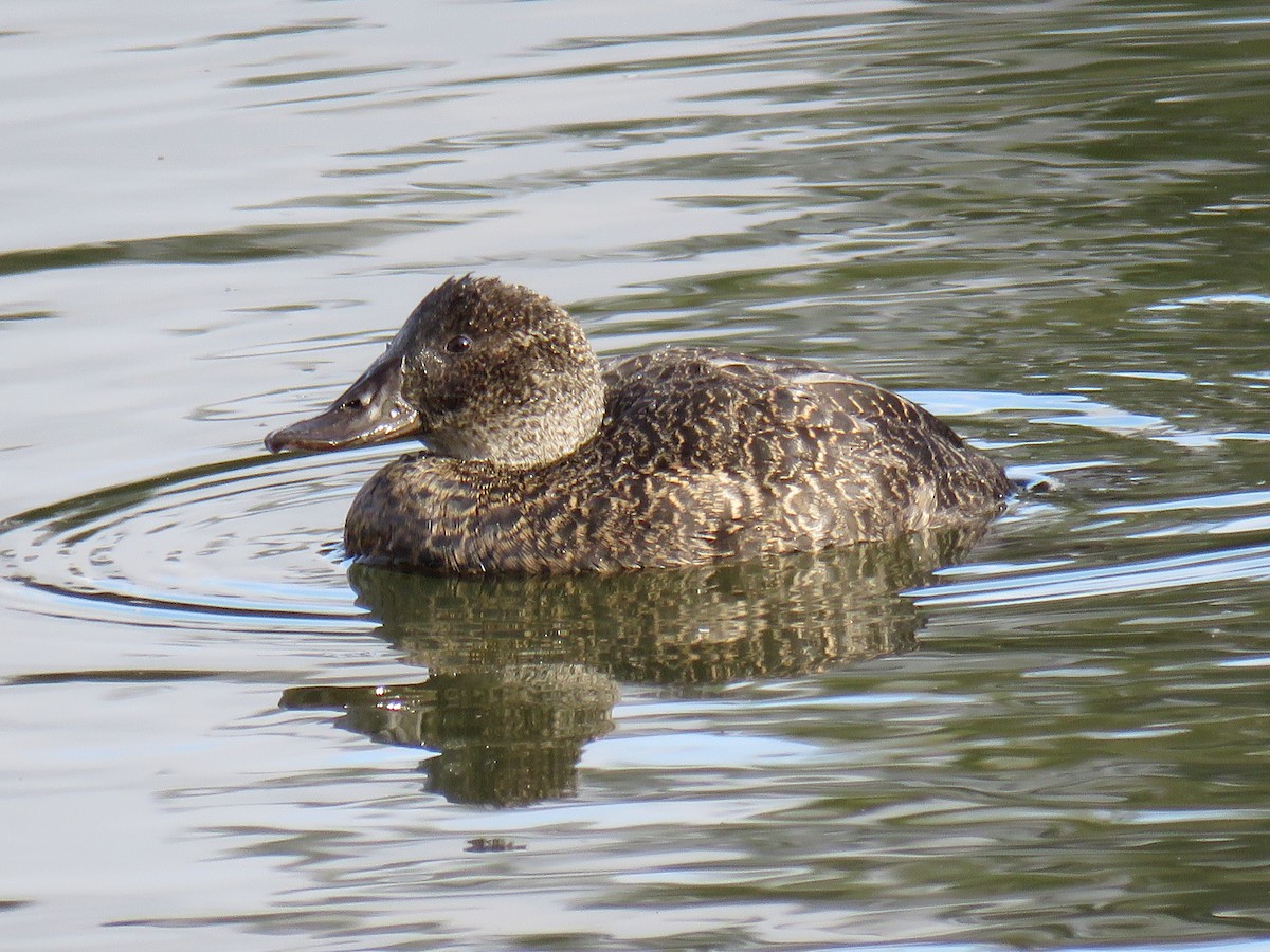 Blue-billed Duck - ML620879217