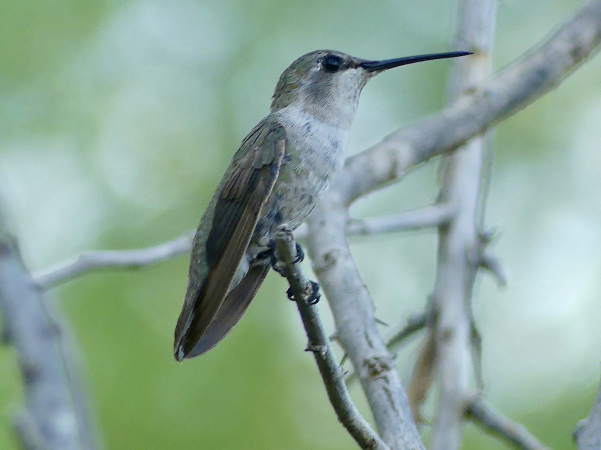 Costa's Hummingbird - ML620879218