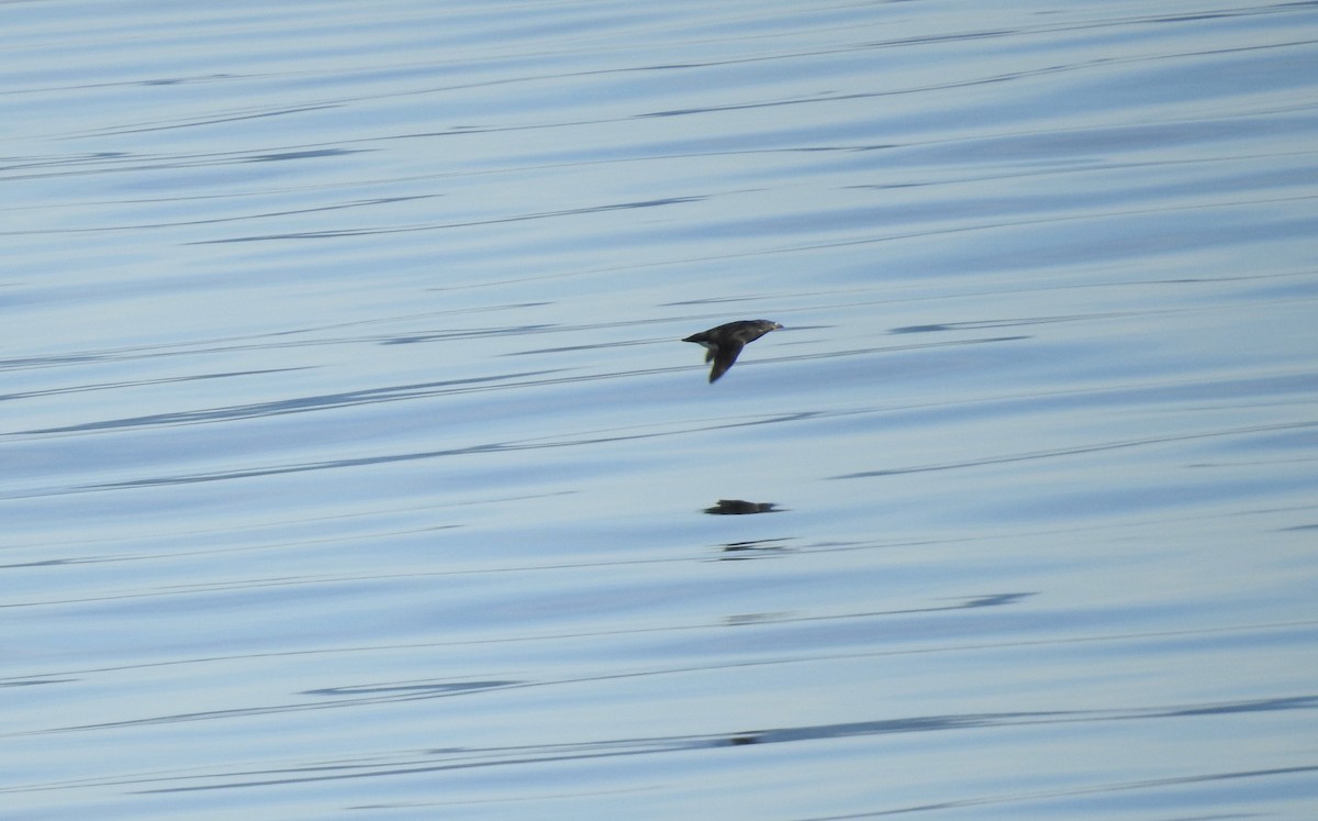 Rhinoceros Auklet - ML620879225