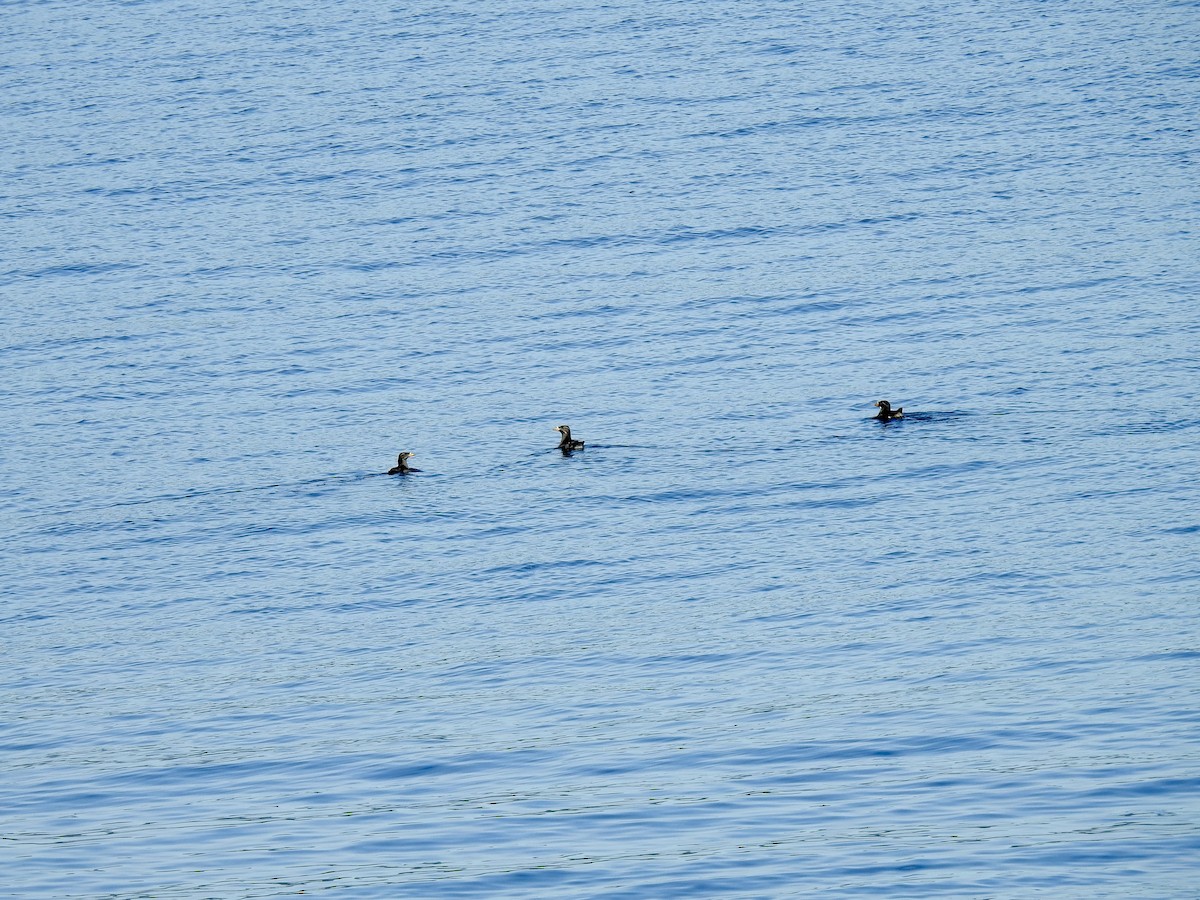 Rhinoceros Auklet - ML620879226