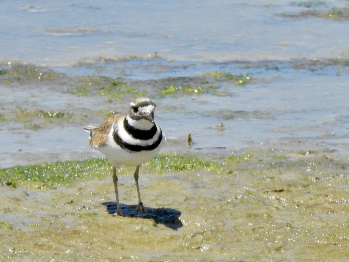 Killdeer - ML620879228