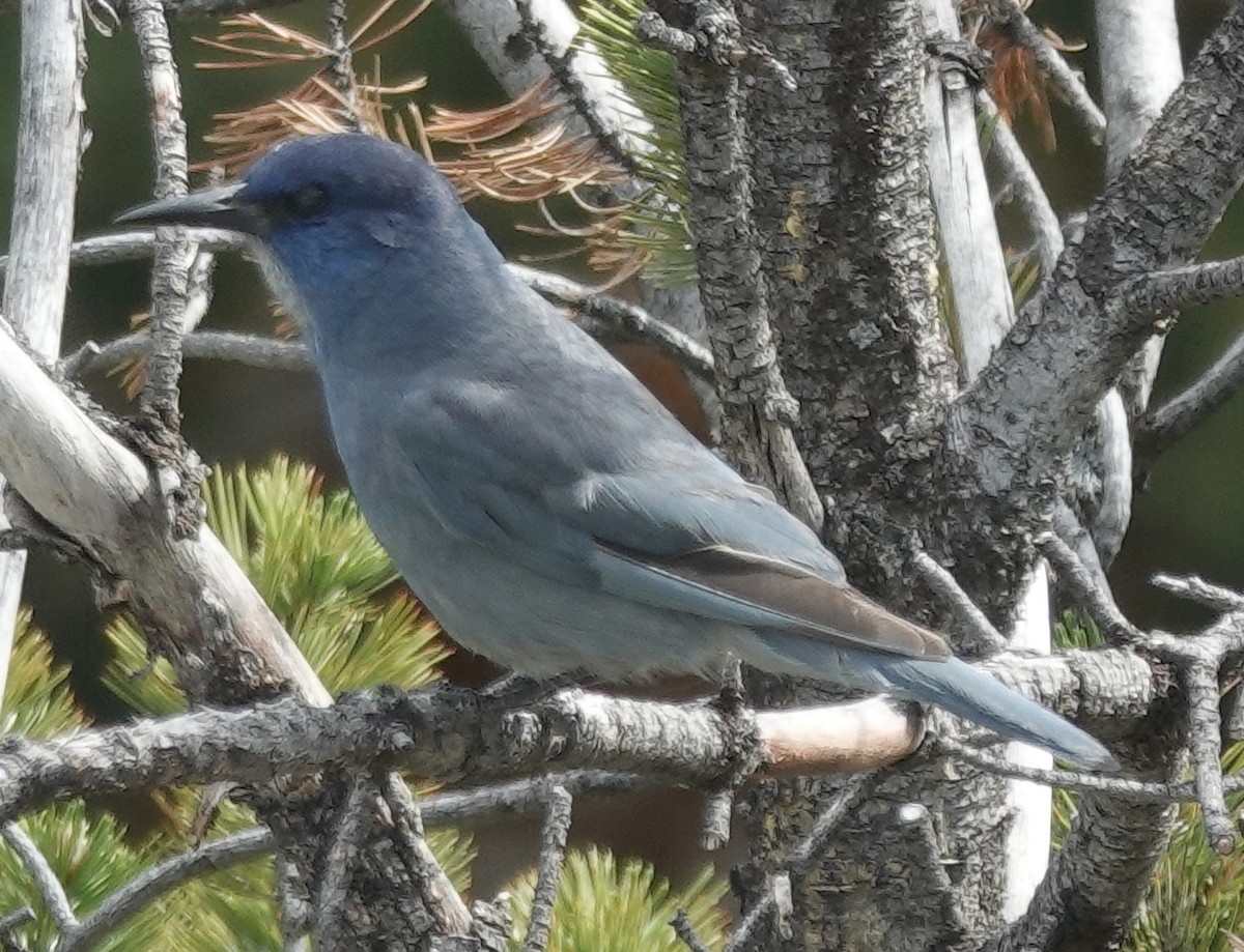 Pinyon Jay - ML620879237