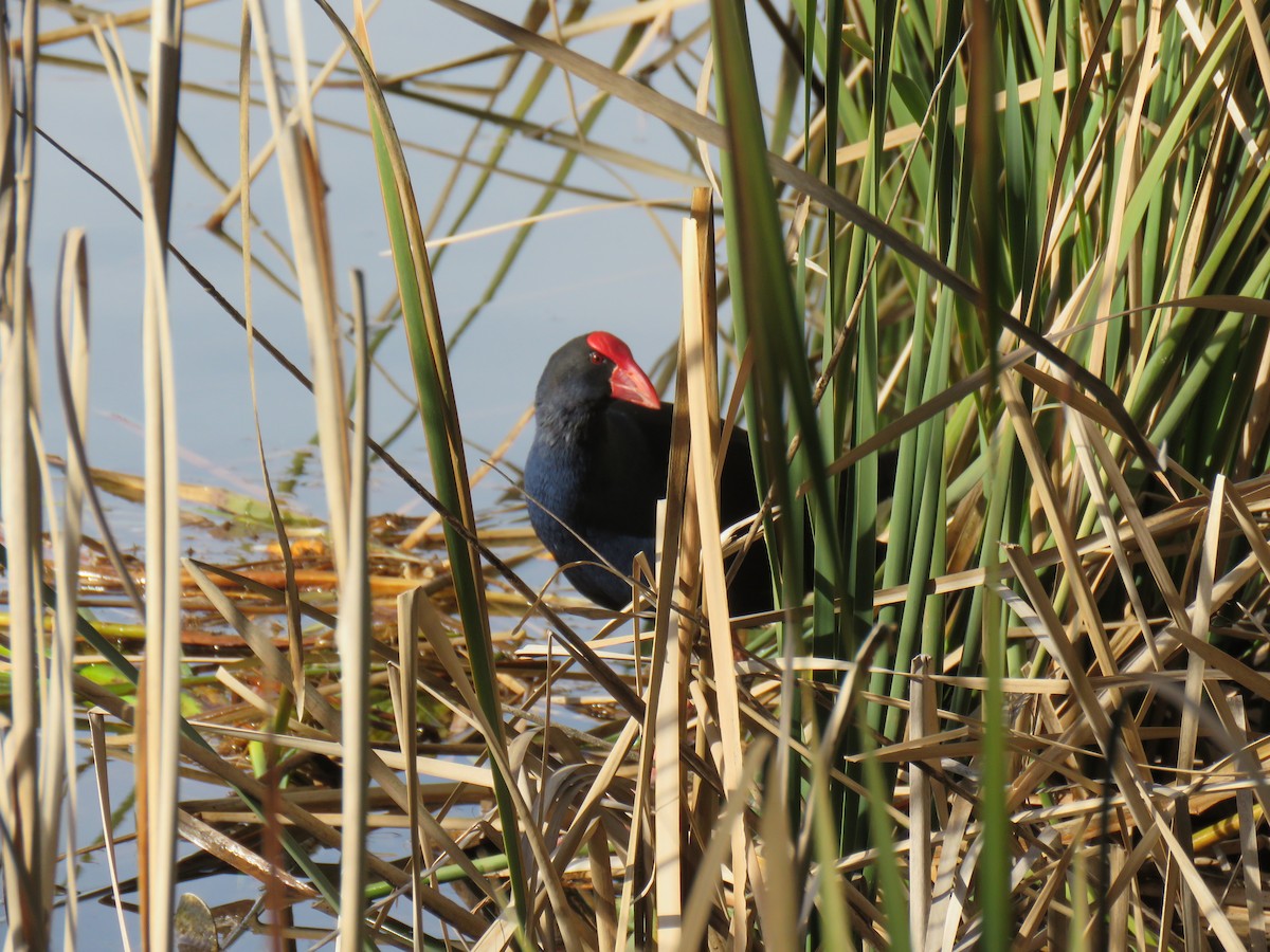 Australasian Swamphen - Stan Jarzynski