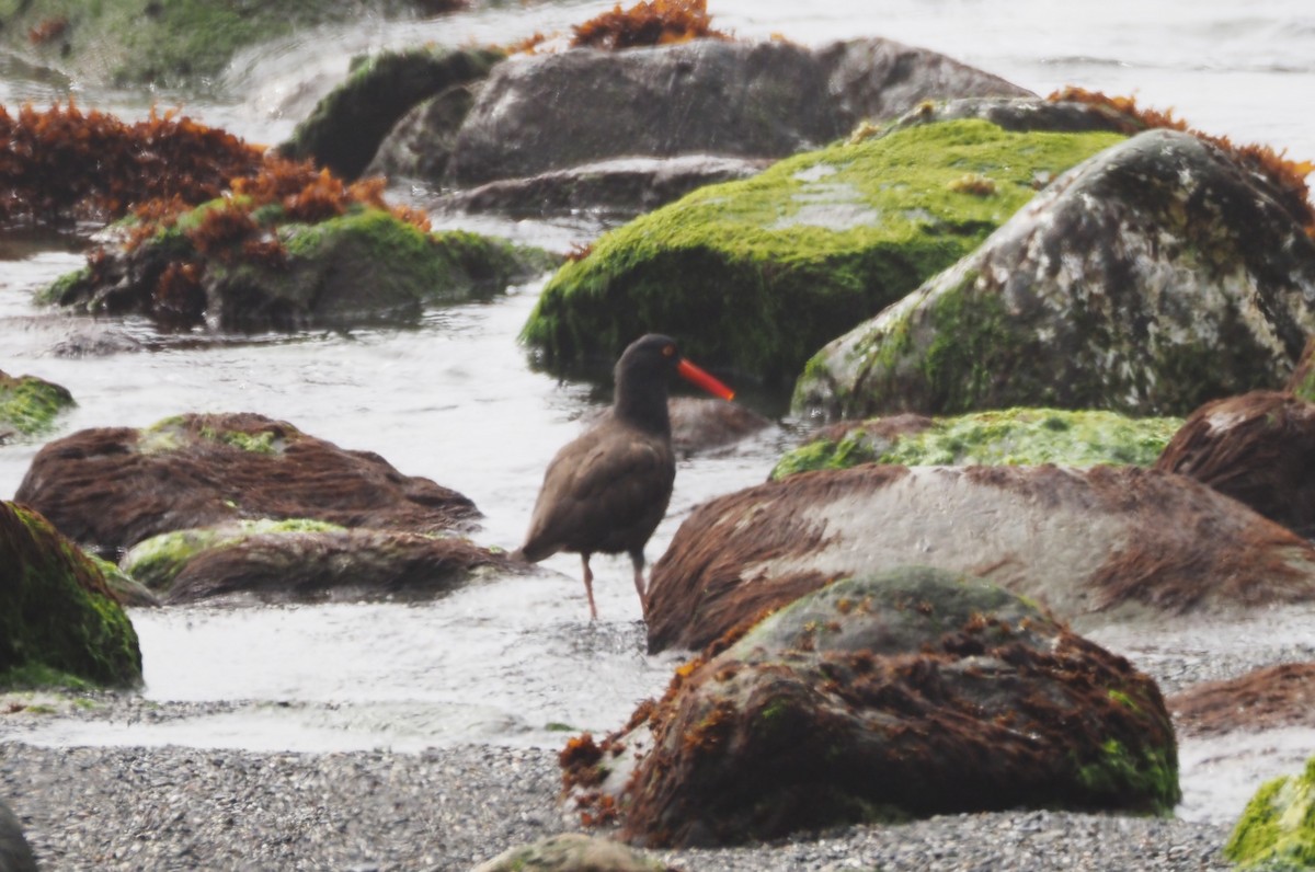 Black Oystercatcher - ML620879240