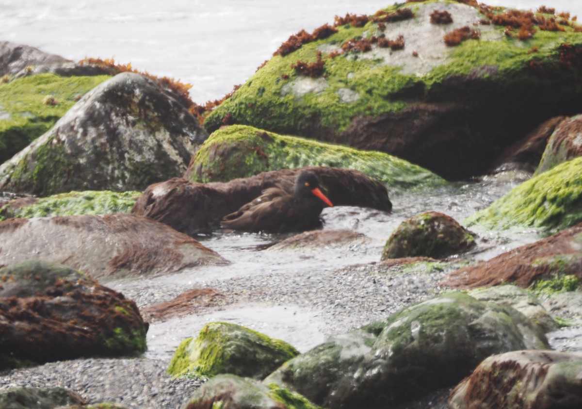 Black Oystercatcher - ML620879241