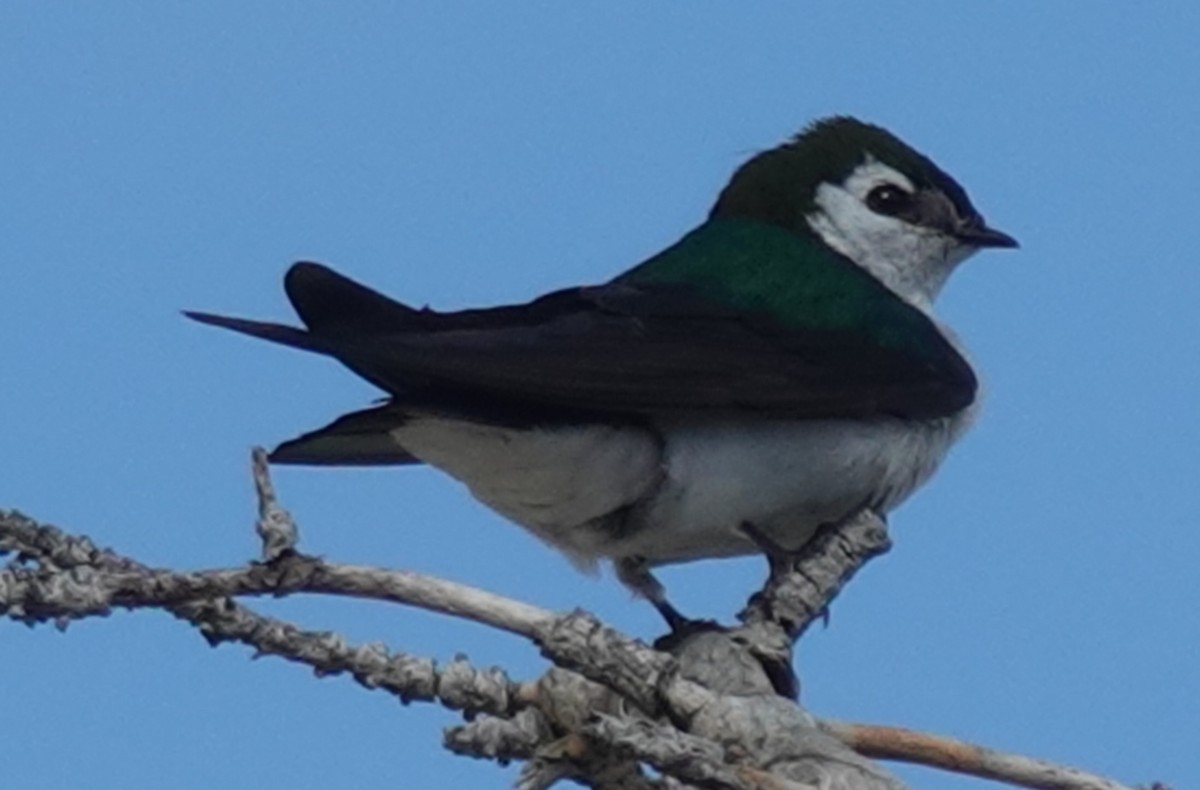 Violet-green Swallow - ML620879242