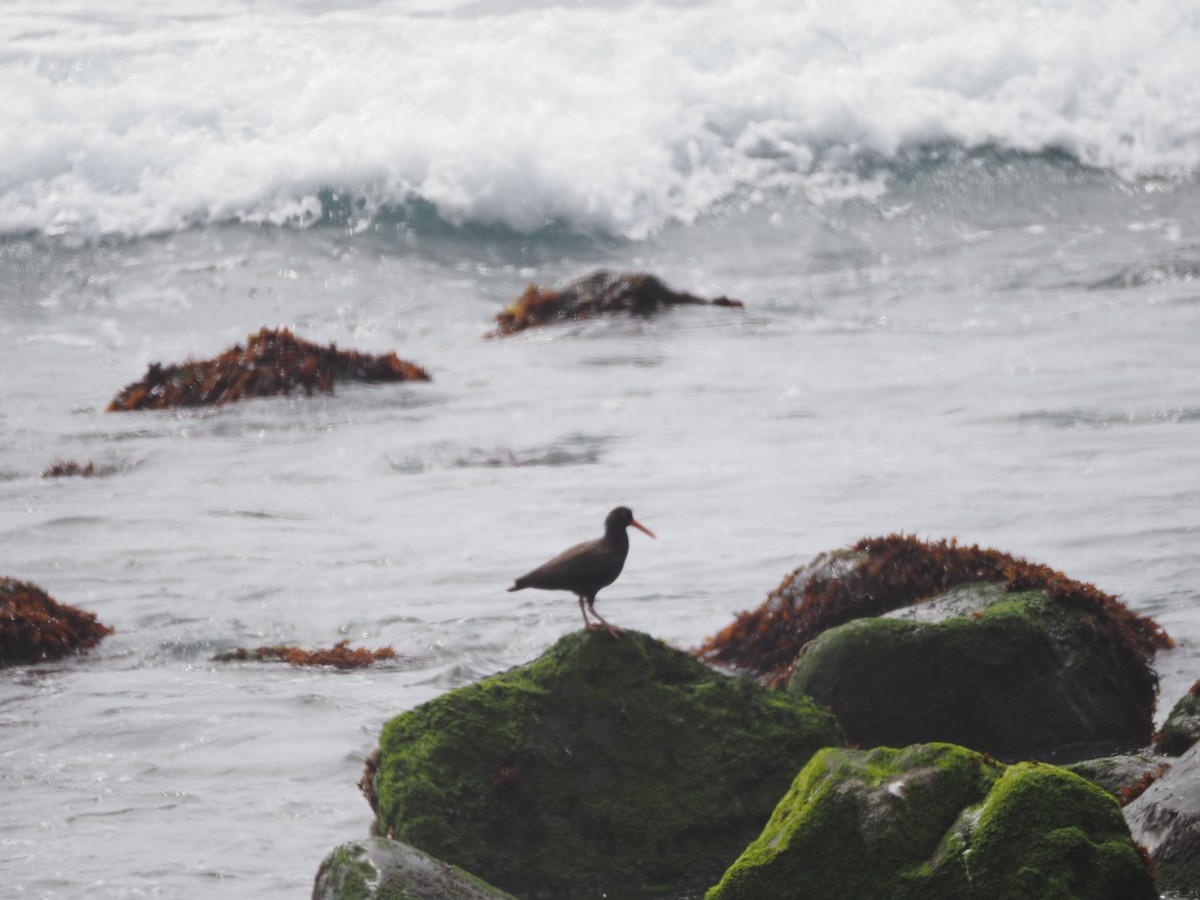 Black Oystercatcher - ML620879243