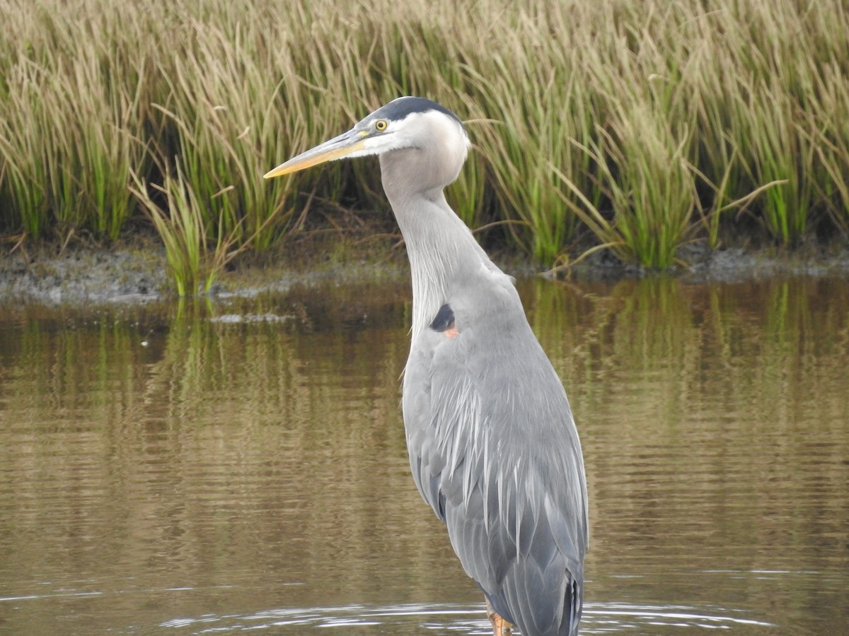 Great Blue Heron - ML620879251