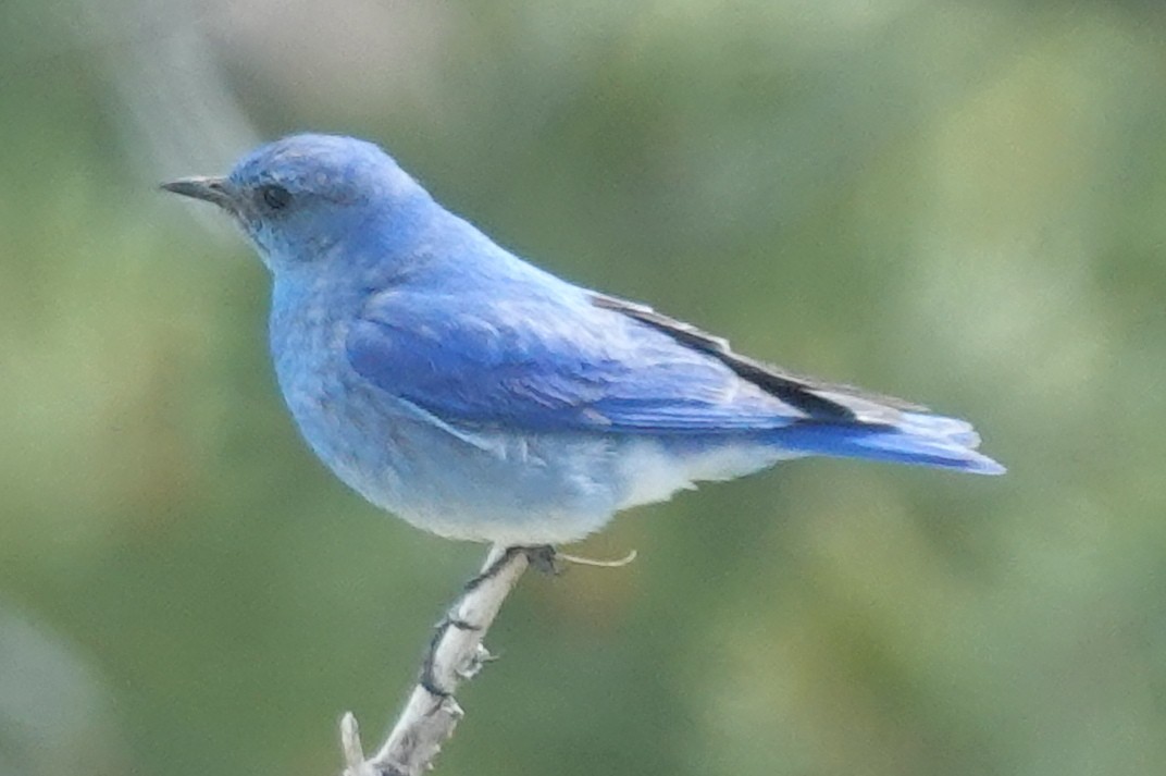 Mountain Bluebird - ML620879257
