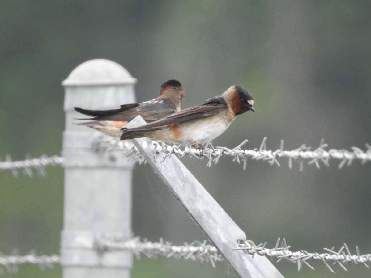 Cliff Swallow - ML620879258