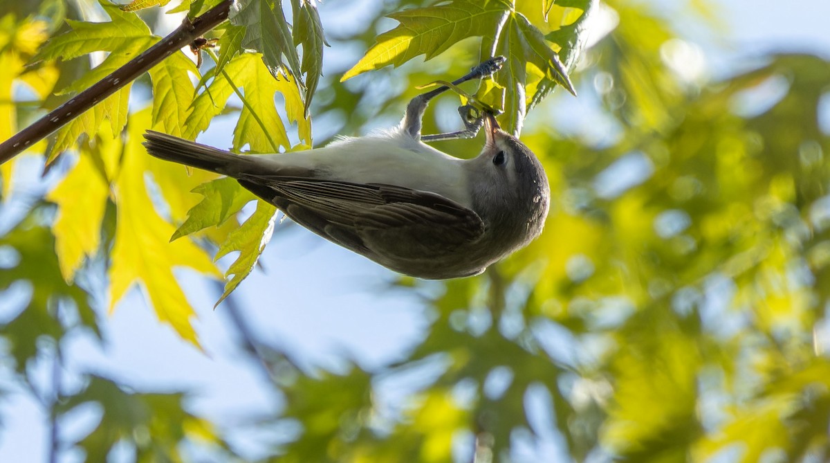 Warbling Vireo - Tara Plum