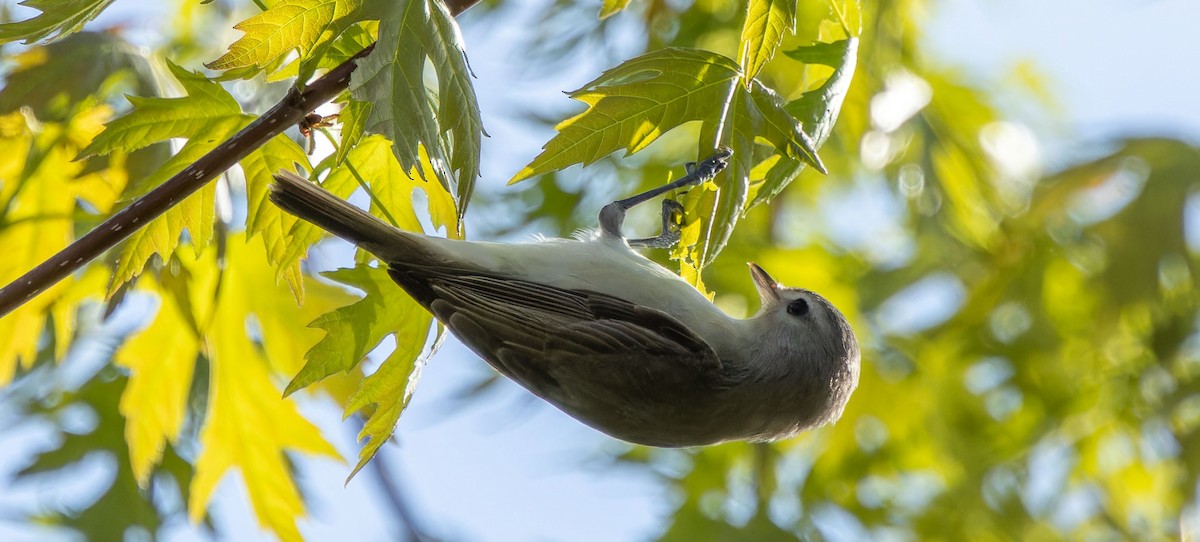 Warbling Vireo - ML620879261