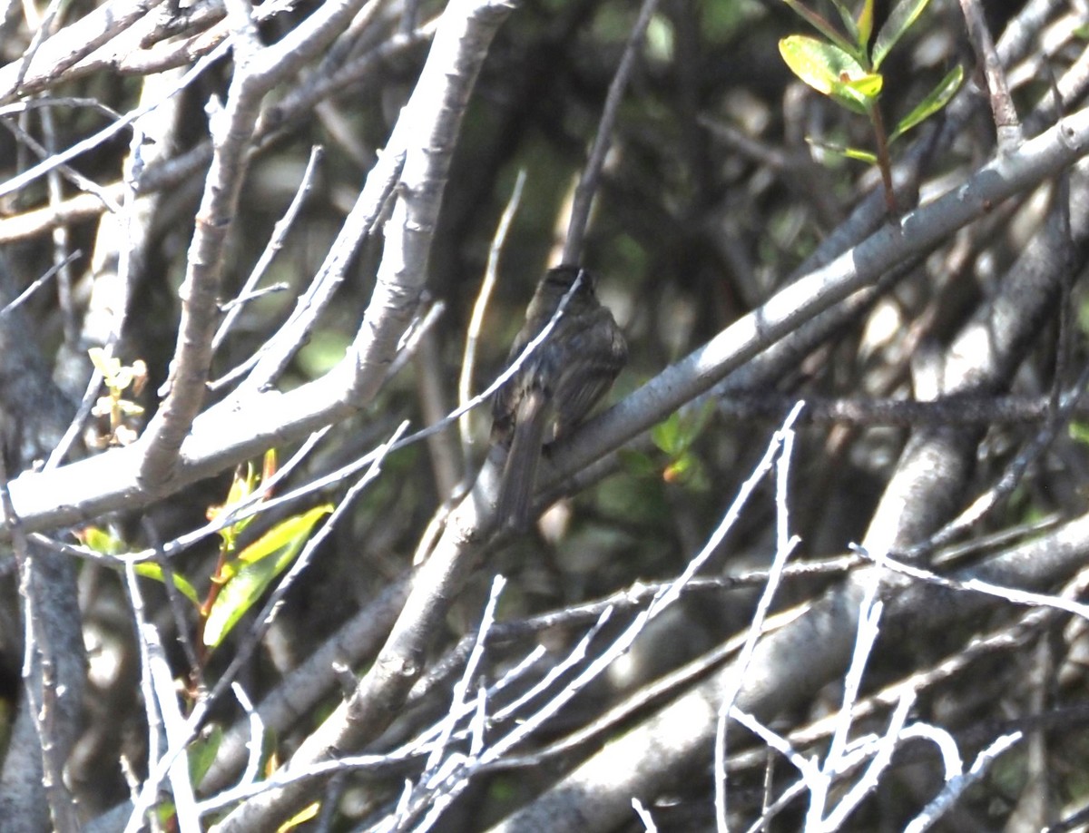 Western Flycatcher - Uma Sachdeva