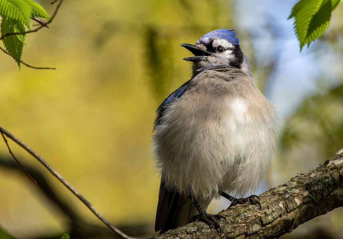 Blue Jay - ML620879272