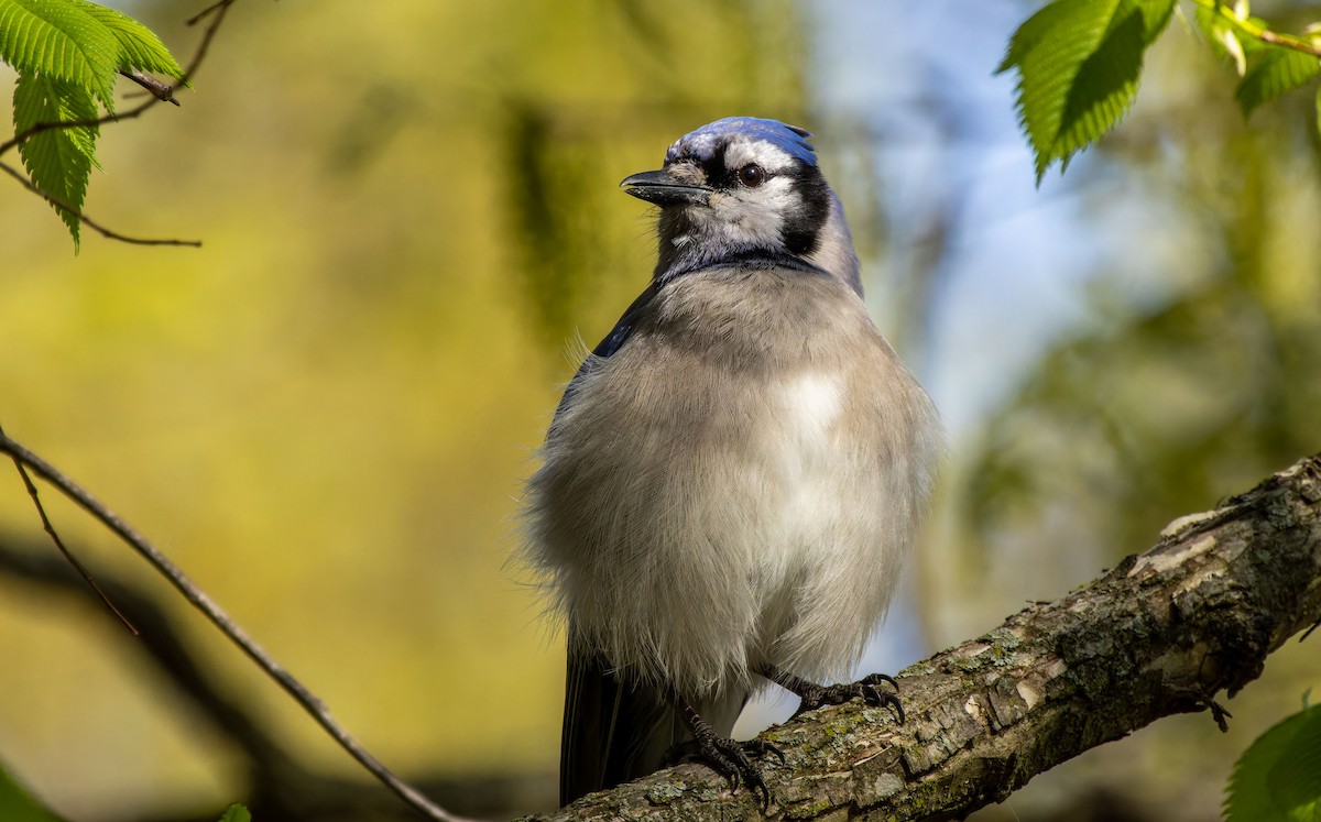 Blue Jay - ML620879277