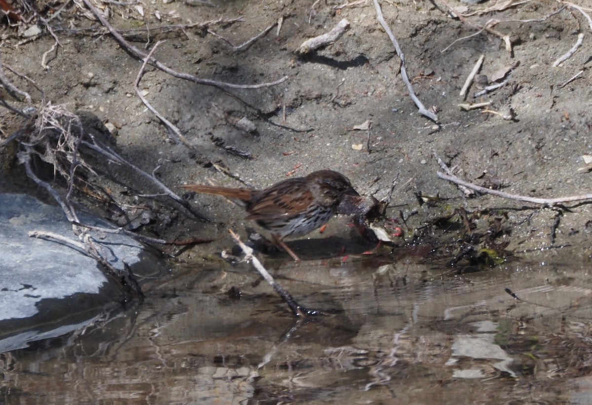 Song Sparrow - Uma Sachdeva