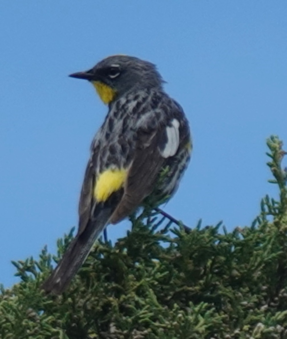 Yellow-rumped Warbler (Audubon's) - ML620879284
