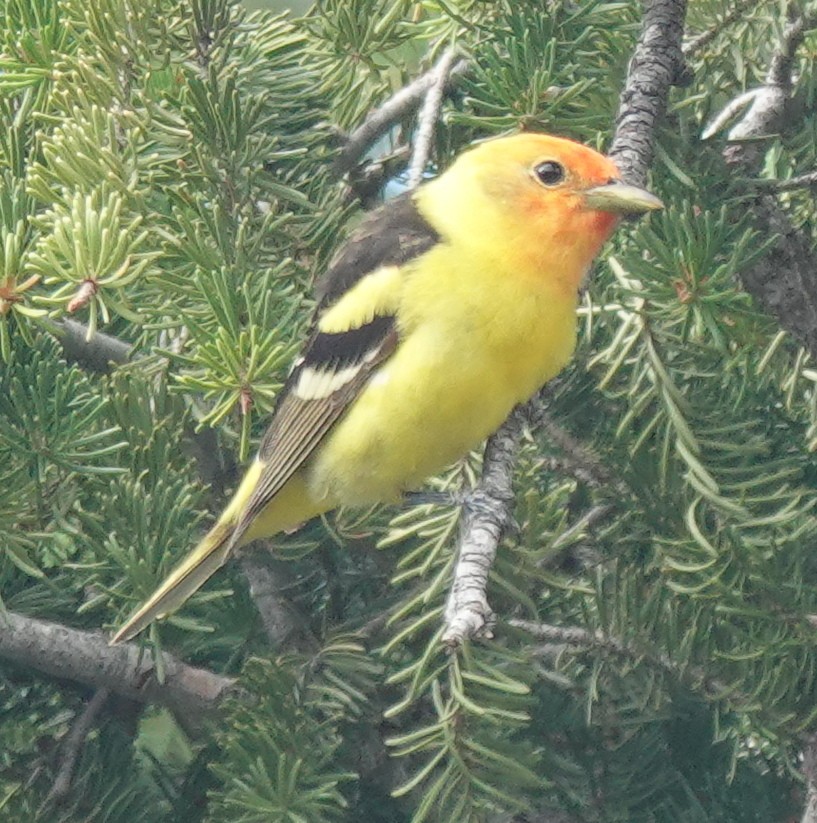 Western Tanager - ML620879301