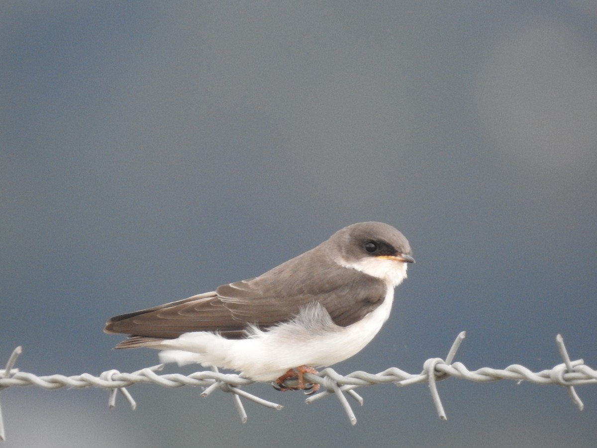 Tree Swallow - ML620879302