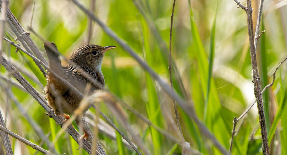 Sedge Wren - ML620879315