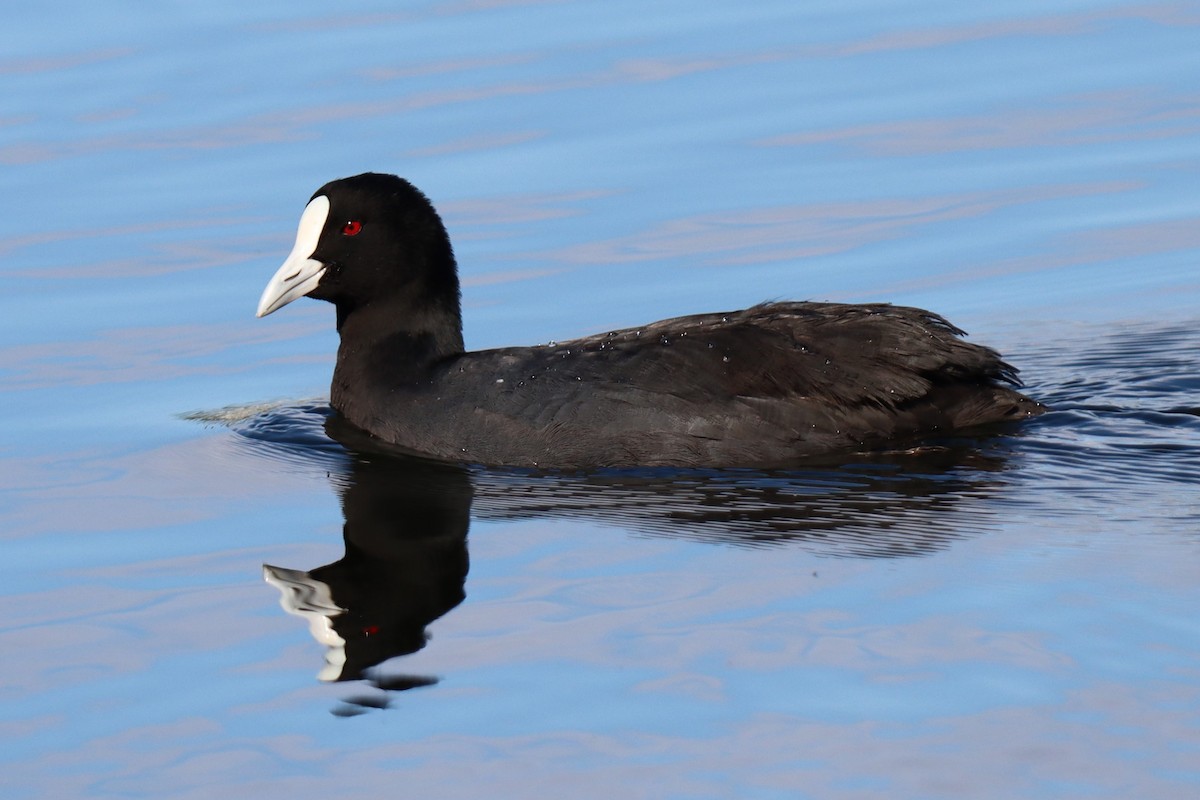 Eurasian Coot - ML620879316