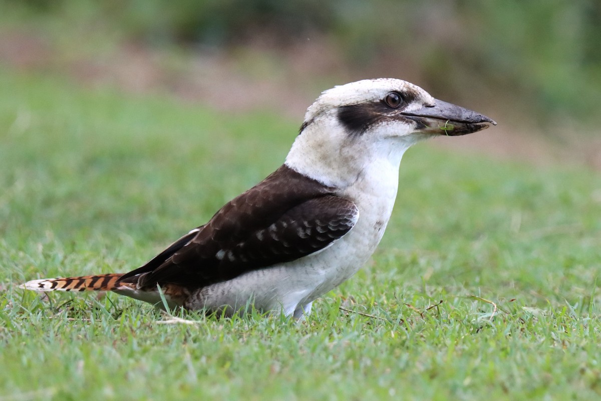 Laughing Kookaburra - ML620879319