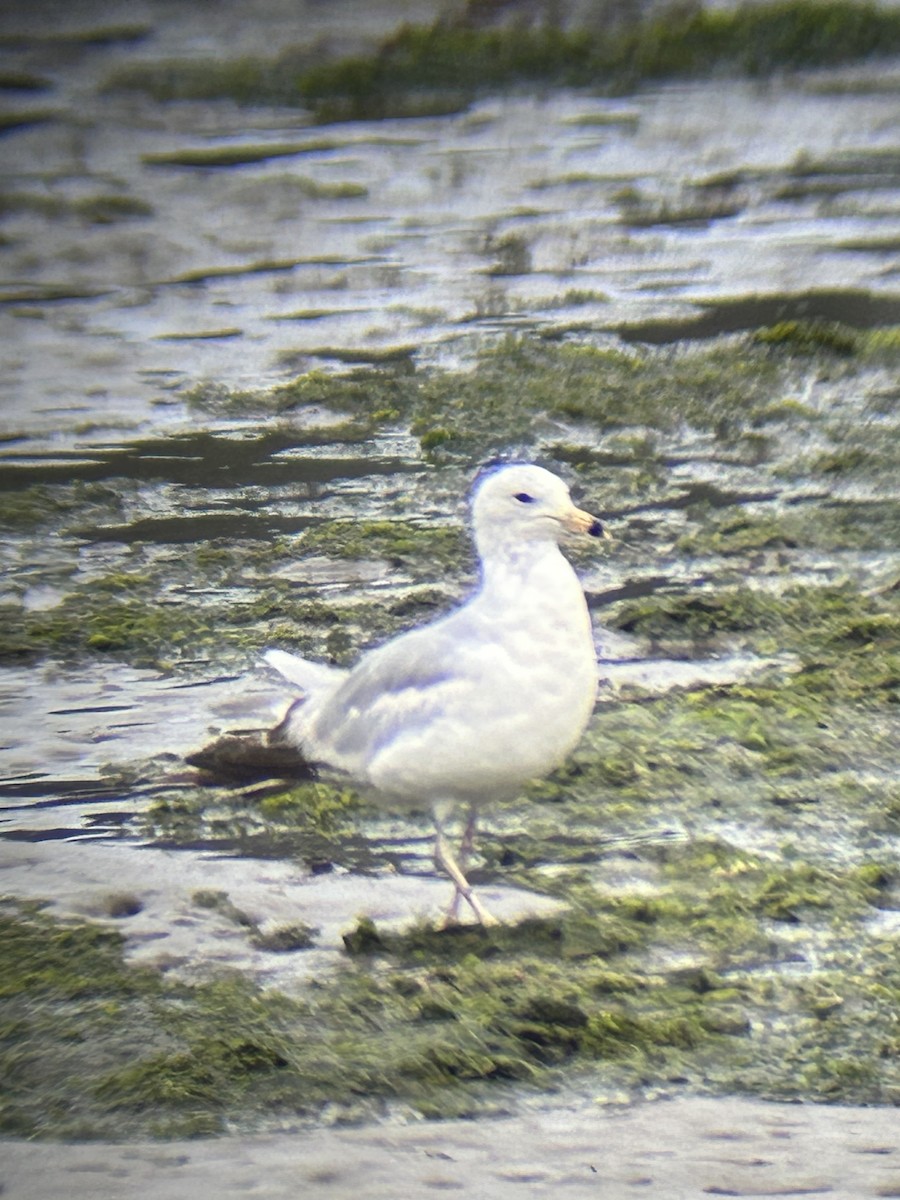 Ring-billed Gull - ML620879321