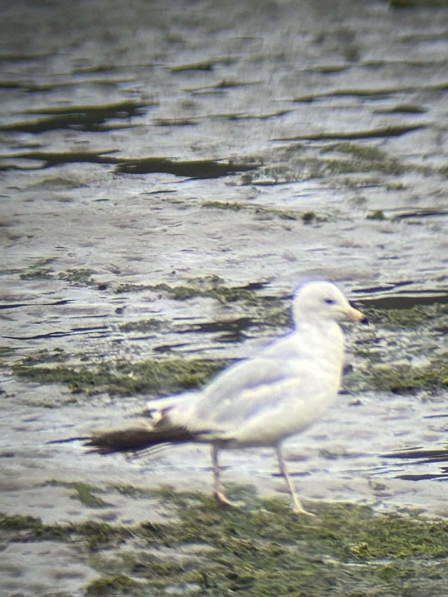 Ring-billed Gull - ML620879322