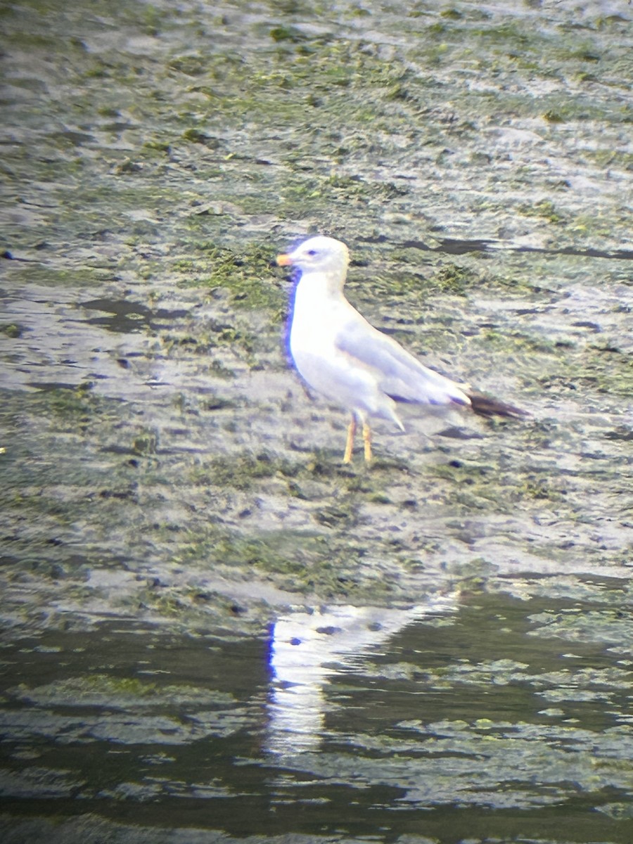 Ring-billed Gull - ML620879323