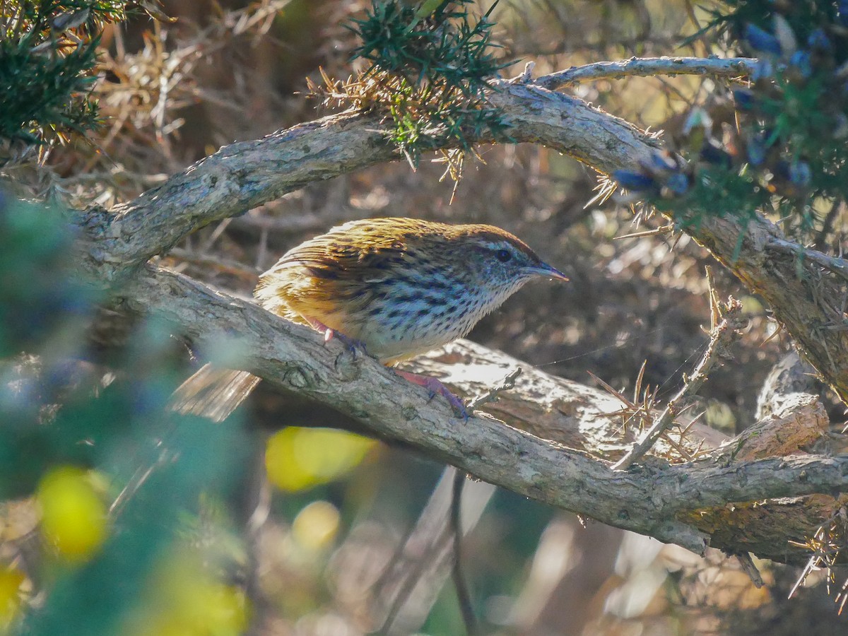 New Zealand Fernbird - ML620879328