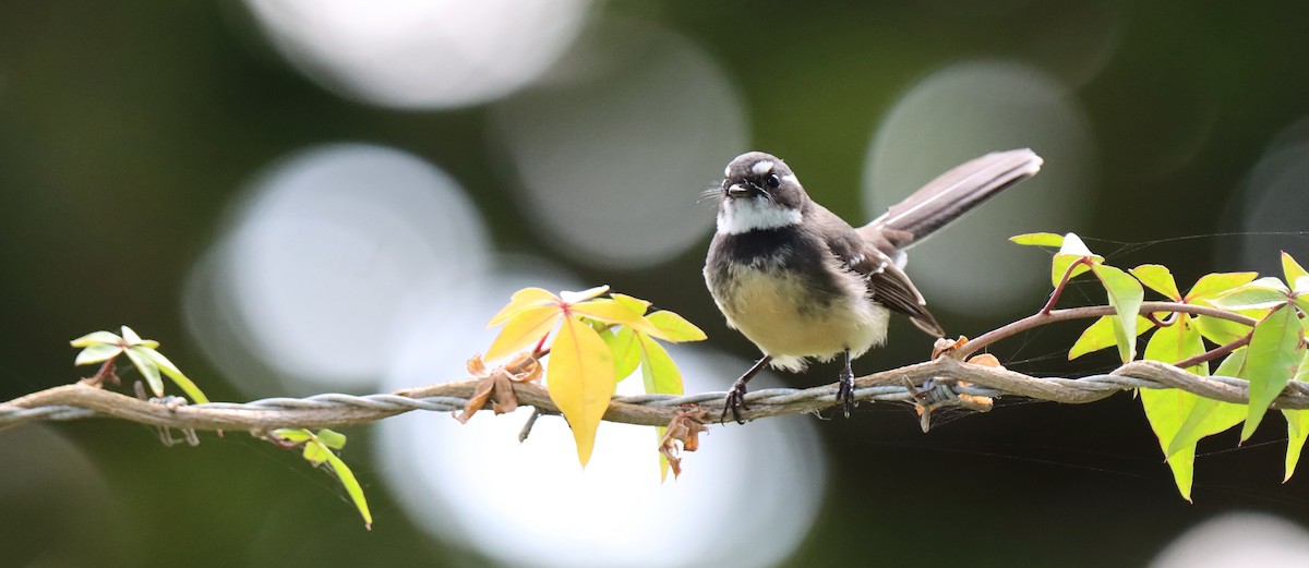 Gray Fantail - ML620879348