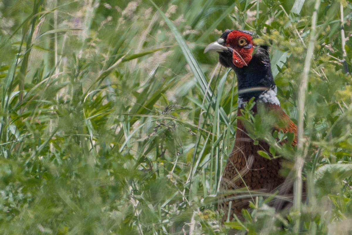 Ring-necked Pheasant - ML620879356