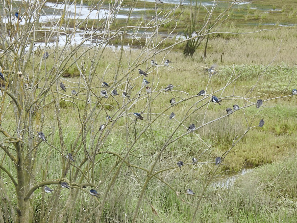 Tree Swallow - ML620879373