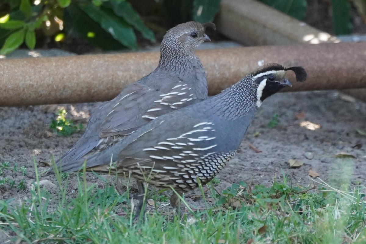 California Quail - ML620879375