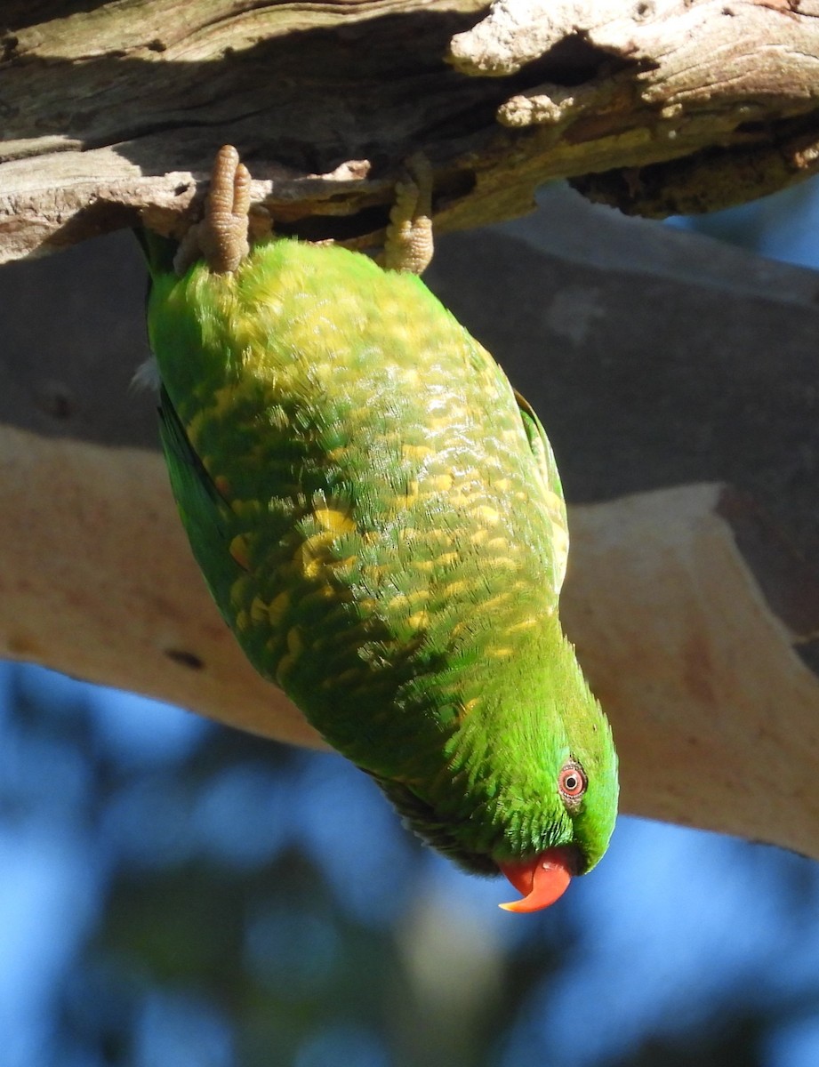 Scaly-breasted Lorikeet - ML620879376